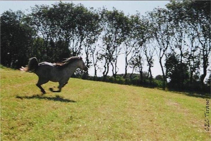 Welsh Mountain (sec A) Friars Grey Light billede 5