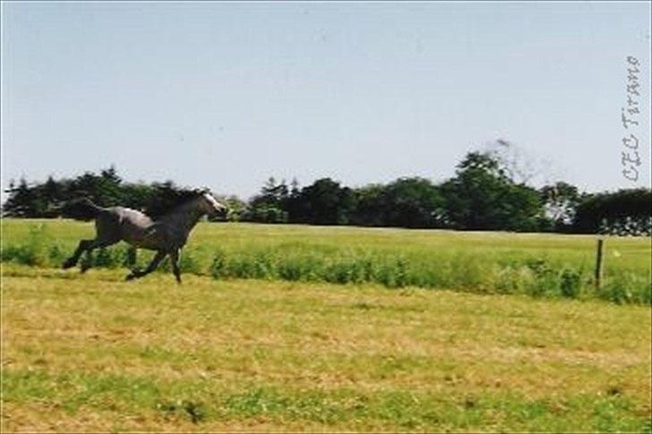 Welsh Mountain (sec A) Friars Grey Light billede 8