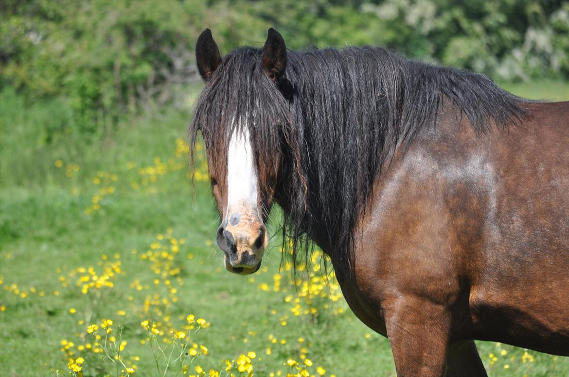 Irish Cob Lotte - Sommeren '11. Mila har været godt igang med at spise man! billede 2