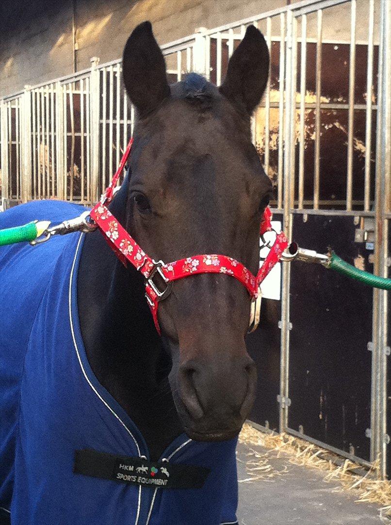 New Forest Hamborgs Bellis "Belle" **SOLGT** - Verdens Smukkeste pony :') billede 2