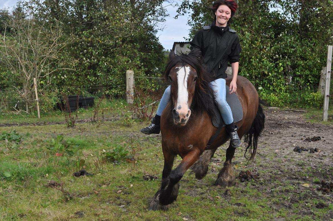 Irish Cob Lotte - Efteråret '11. Totten og jeg bidløs :P billede 7
