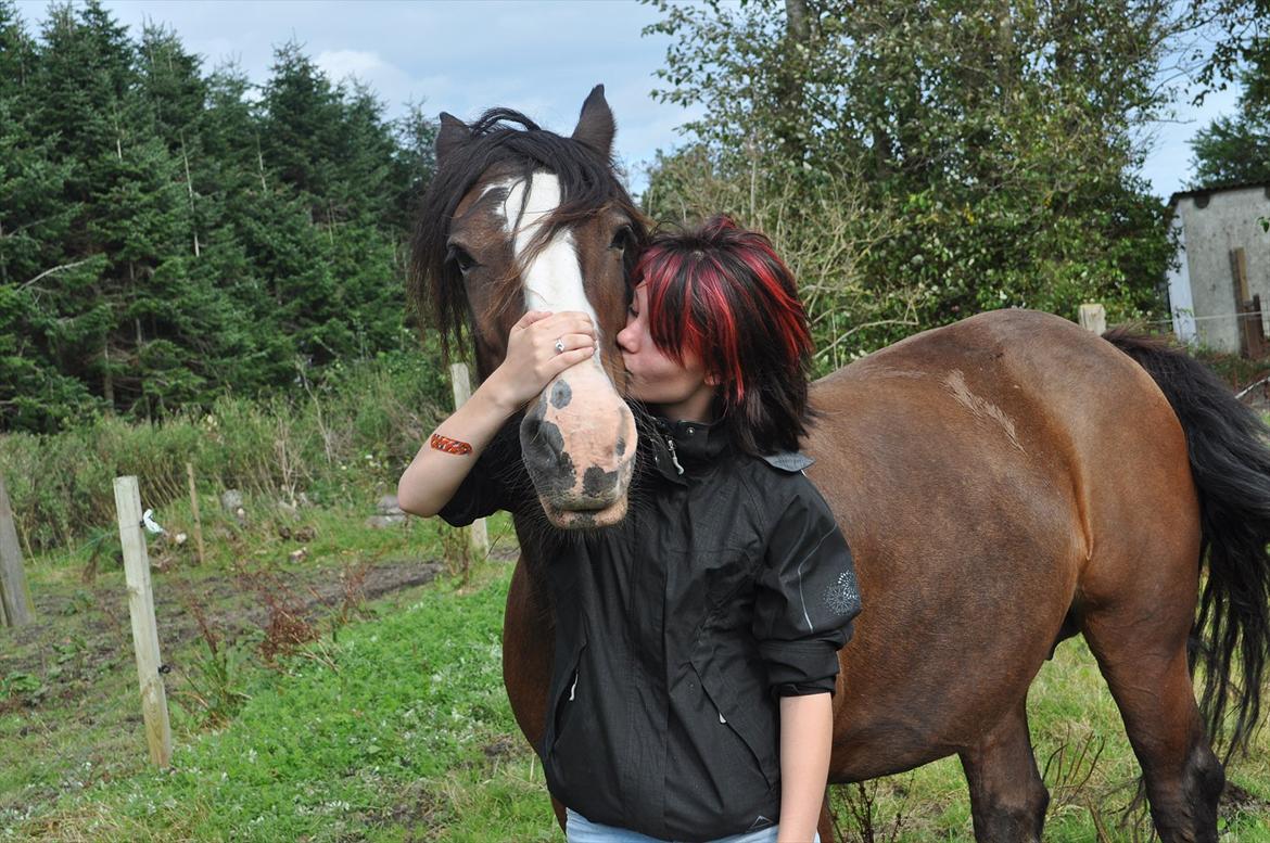 Irish Cob Lotte - Efteråret '11. Vi er bedst, når vi er to minskat! billede 8