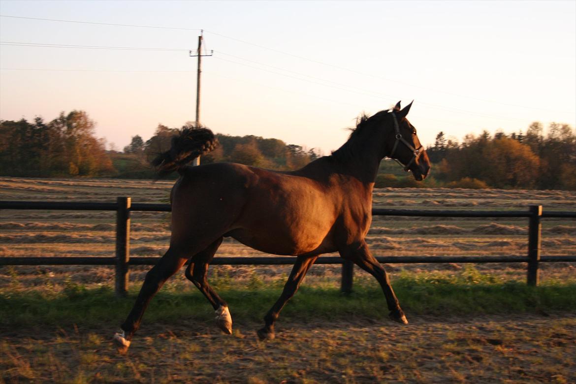 Dansk Varmblod Svante (RIP 2015) - efterår 2011 billede 19