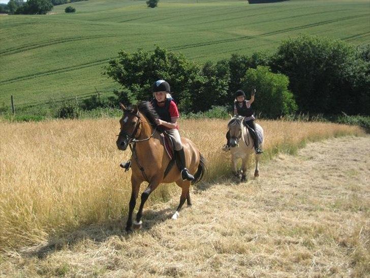 New Forest Migchlsheve´s  Twilight-Elegnce - Jeg kommer først hehe!! billede 2