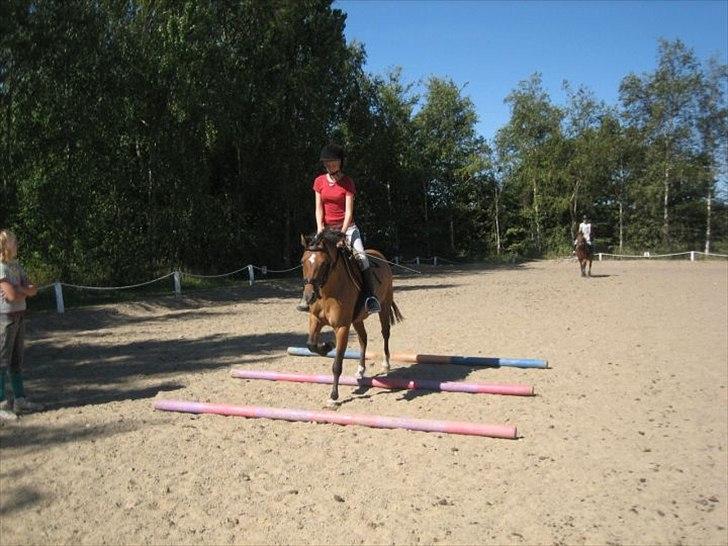 New Forest Migchlsheve´s  Twilight-Elegnce - Jjaaa nu traver vi over travbomme og jeg er god til det!! billede 4