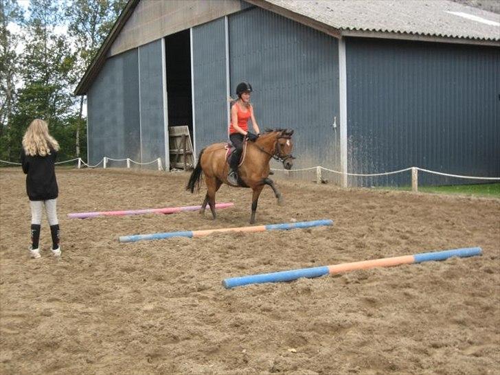 New Forest Migchlsheve´s  Twilight-Elegnce - Galopbomme men ups jeg traver!! billede 5