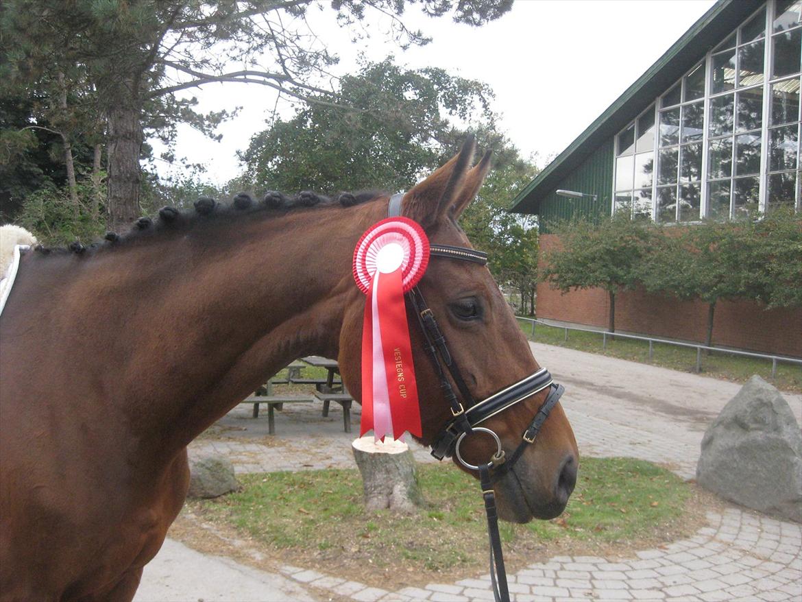 Dansk Varmblod Svalegårds Aimeé - Vinder af Vestegns Cup 2011 billede 5