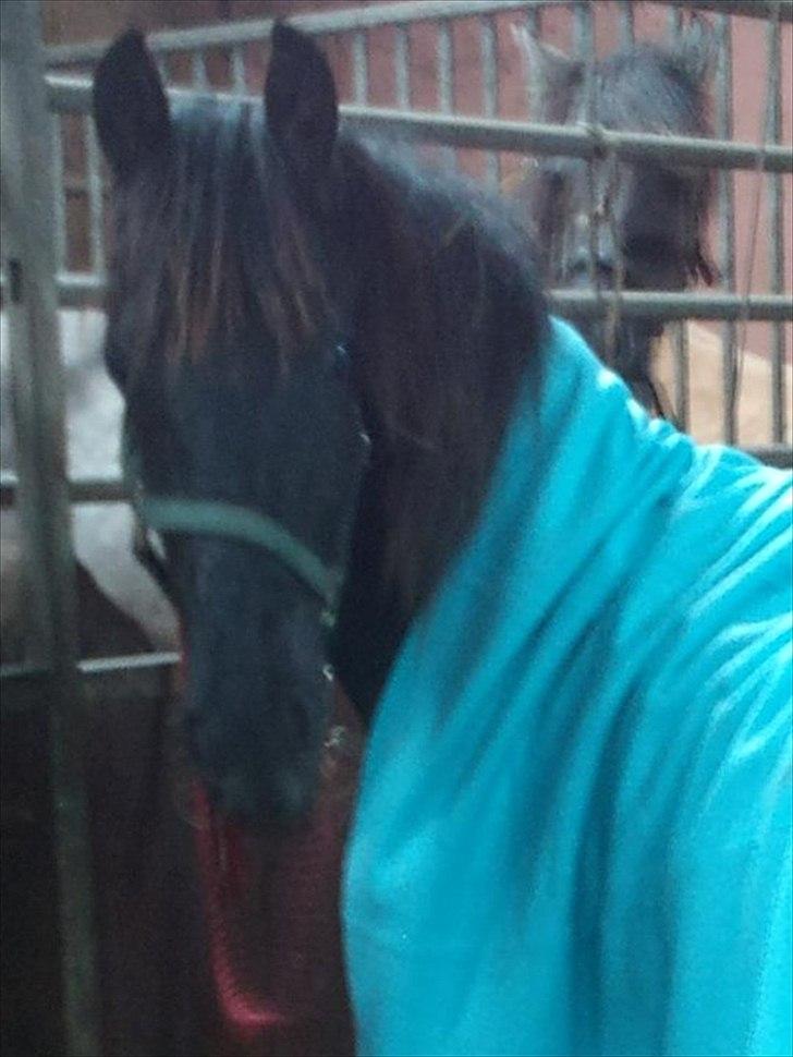 Frieser Inéz - Min smukke, med tæppe på 1gang. :) billede 1