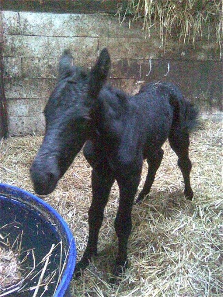 Frieser Inéz - Som lille baby:) billede 2