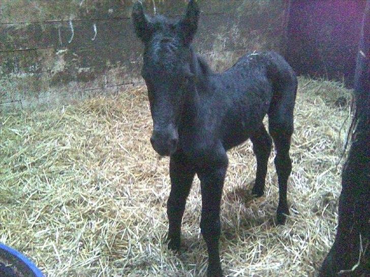 Frieser Inéz - Baby:) billede 3