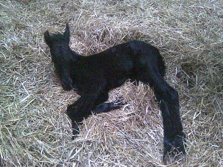 Frieser Inéz - Det er smadder hårdt og være lille<3 billede 5