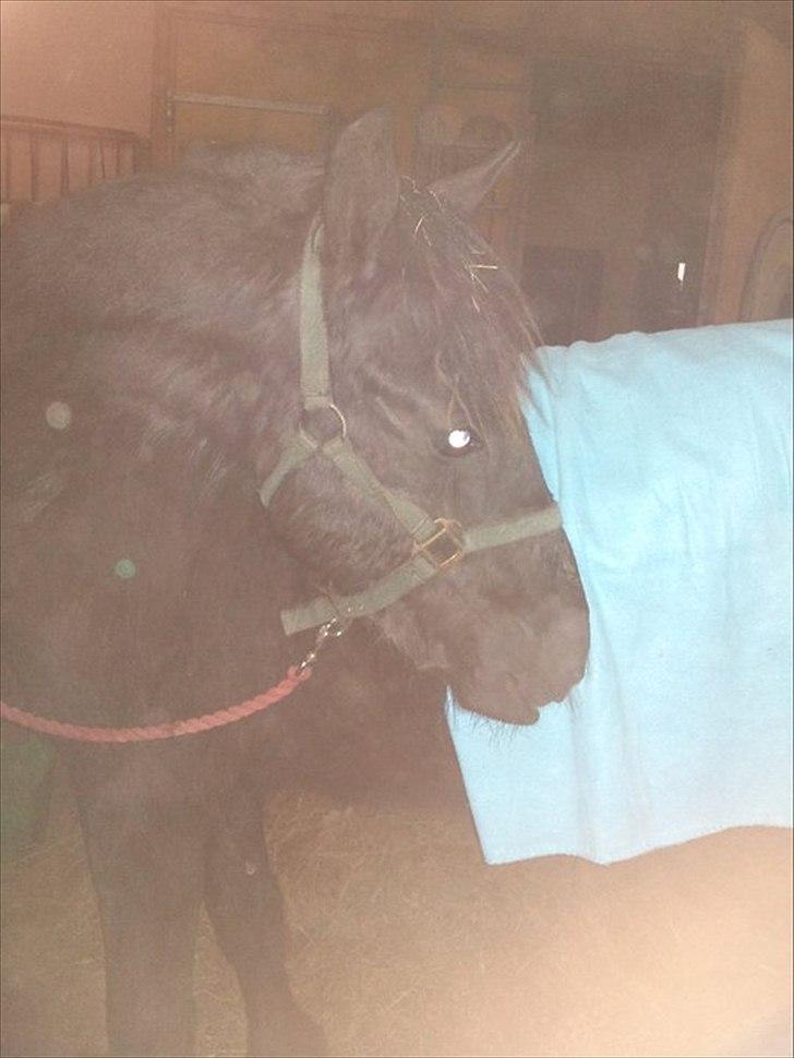 Frieser Inéz - Hun undersøger lige tæppet :) billede 6