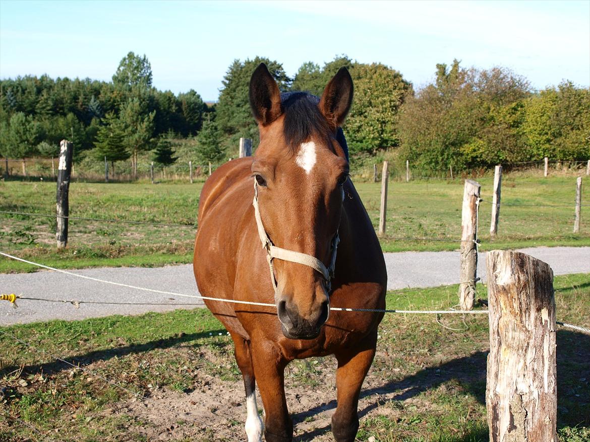 Dansk Varmblod TRÉSOR billede 13