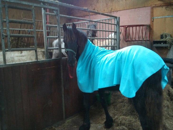 Frieser Inéz - Hele Skønheden <3 billede 7