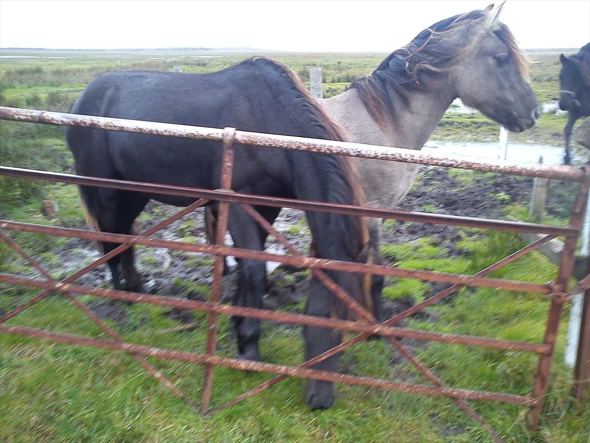 Frieser Inéz billede 8