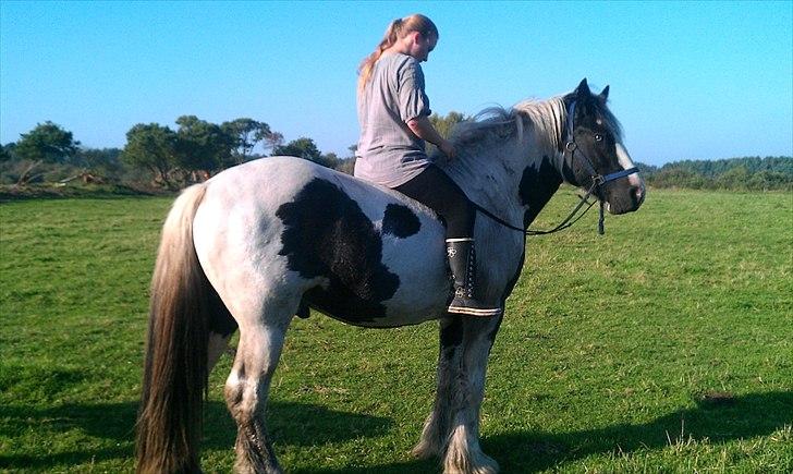 Irish Cob Celtic Blue Chulainn billede 8