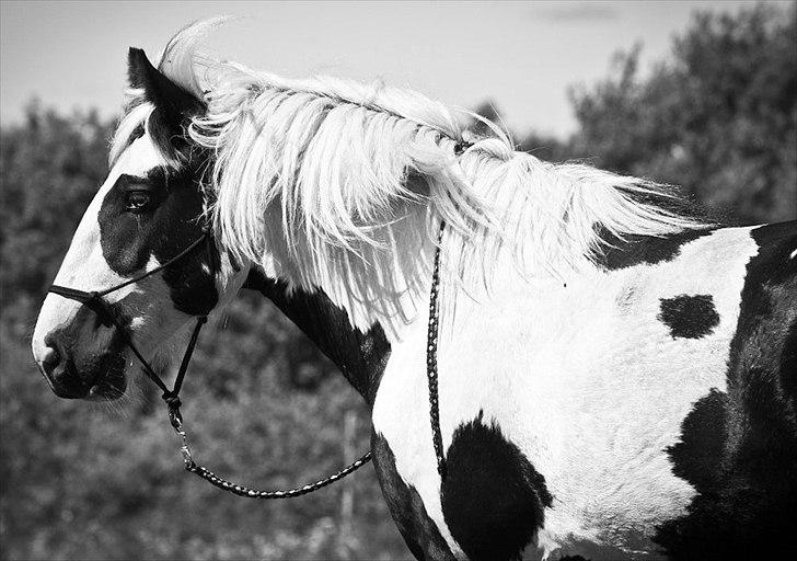Irish Cob Celtic Blue Chulainn billede 2