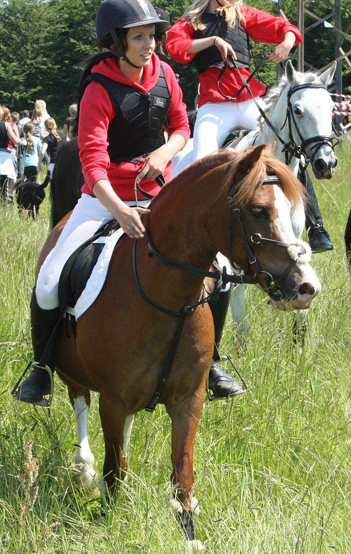 Welsh Pony (sec B) O'malley - Gamle hest billede 13