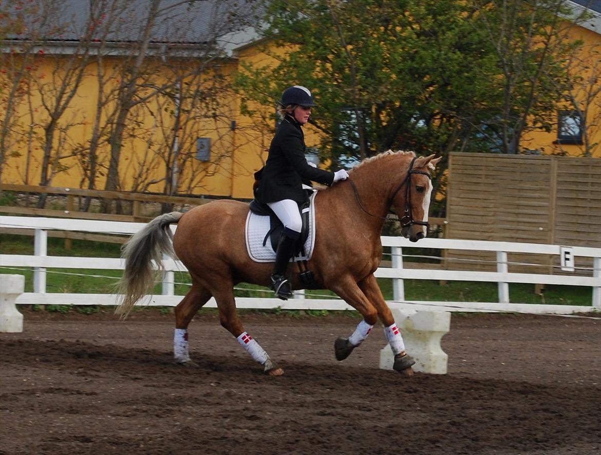 Anden særlig race Pablo - søde! billede 16