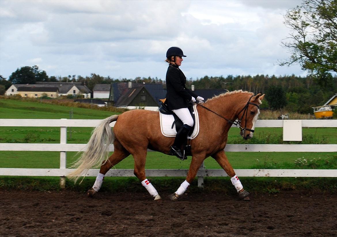 Anden særlig race Pablo - Stævne på Rosenkilde! 3 plads <3 billede 13