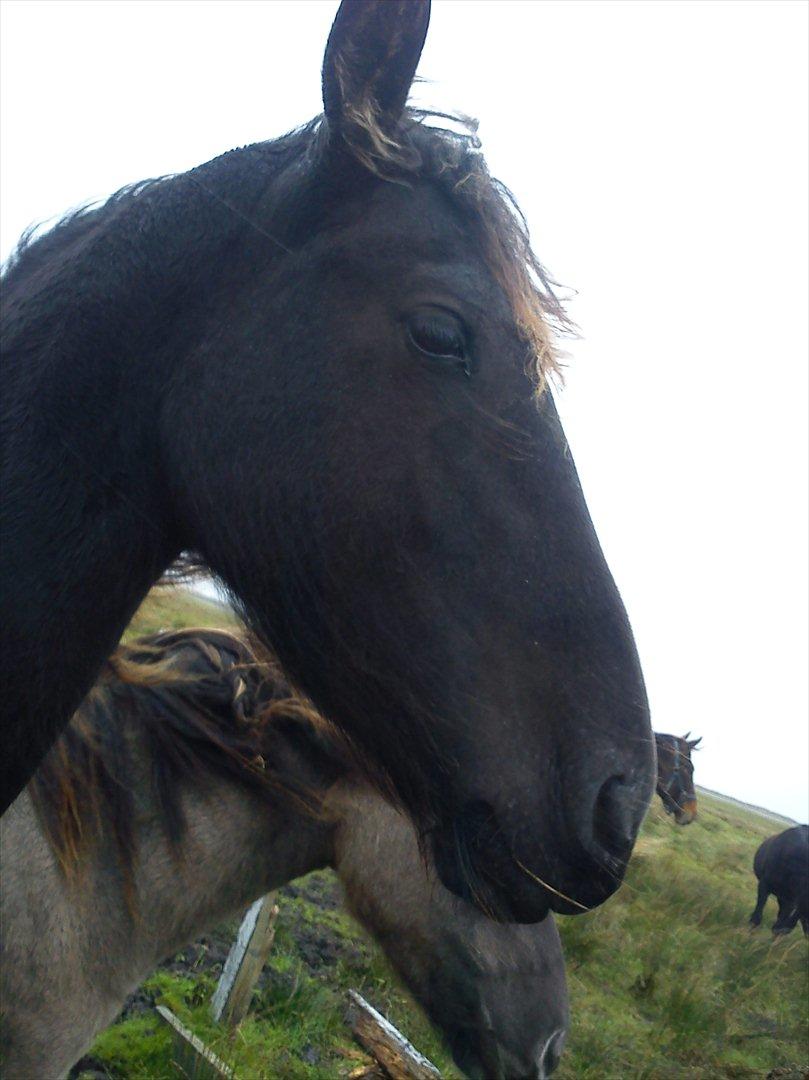 Frieser Inéz billede 9