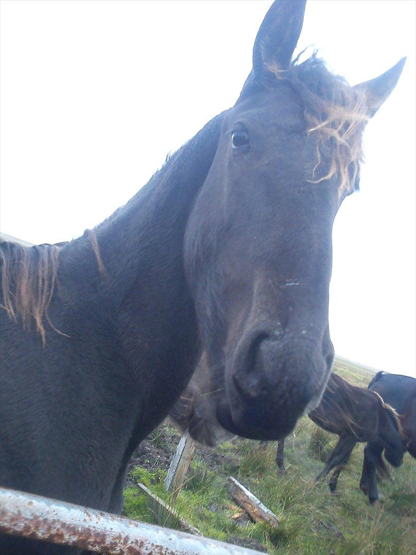 Frieser Inéz billede 10