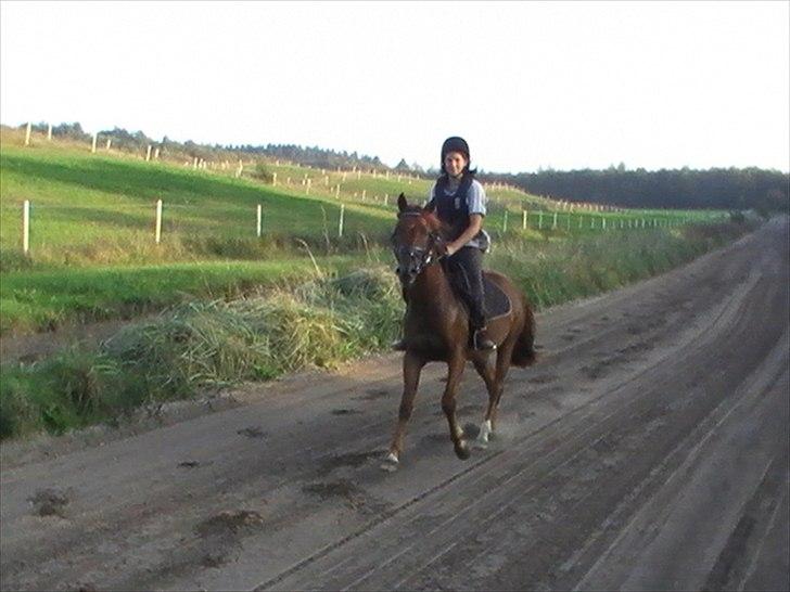 Anden særlig race Højersmindes Figther billede 1