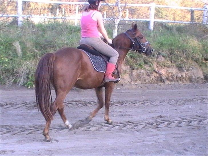 Anden særlig race Højersmindes Figther billede 2