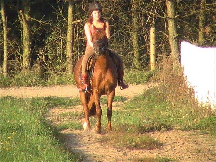 Anden særlig race Højersmindes Figther billede 3