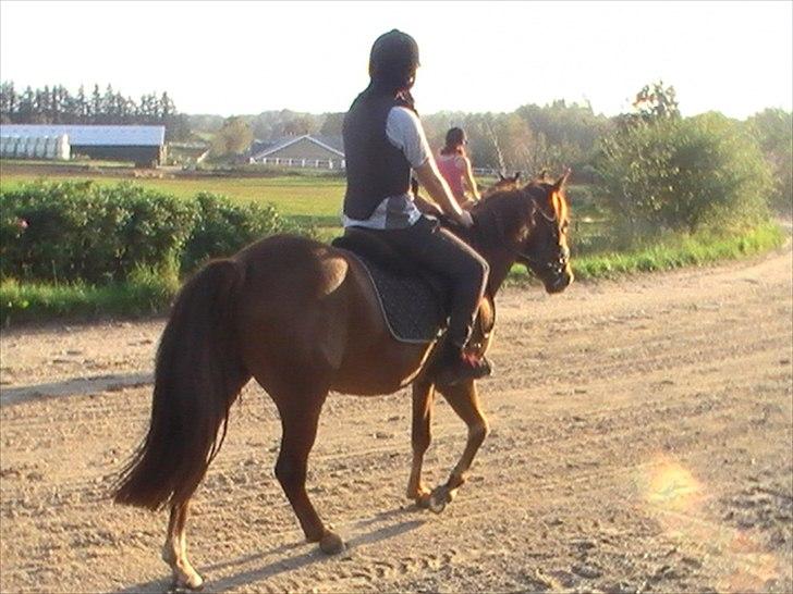 Anden særlig race Højersmindes Figther billede 7