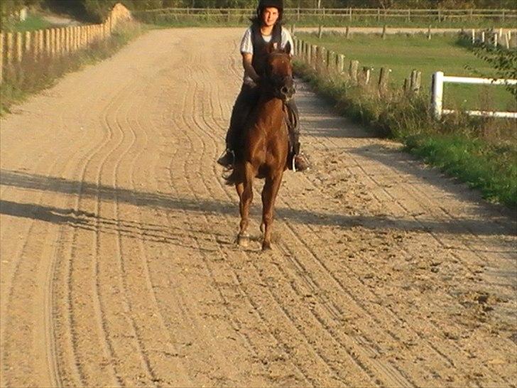 Anden særlig race Højersmindes Figther billede 6