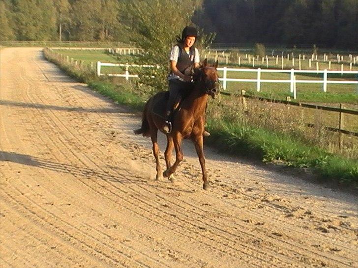 Anden særlig race Højersmindes Figther billede 4