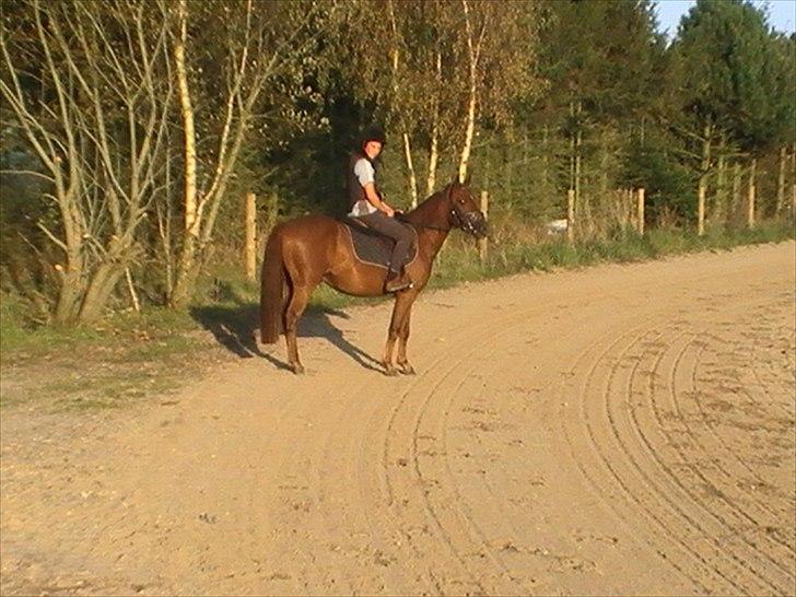 Anden særlig race Højersmindes Figther billede 5