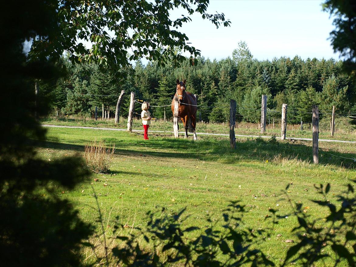 Dansk Varmblod TRÉSOR - Trésor og Ida<3 billede 17