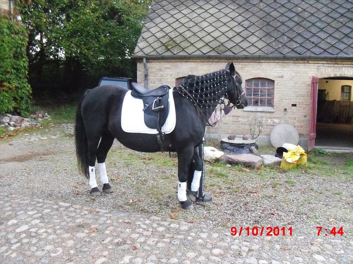 Irish Cob Crossbreed Freja billede 12