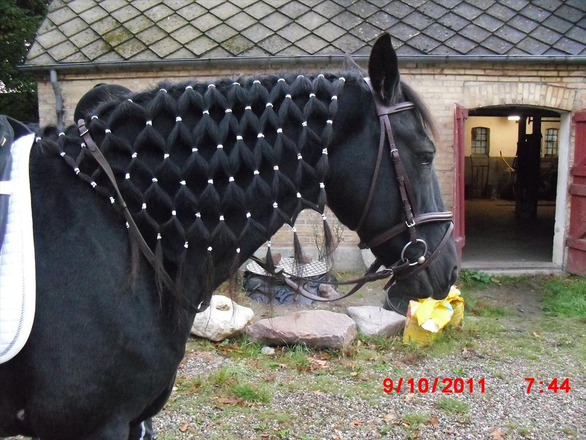 Irish Cob Crossbreed Freja billede 13