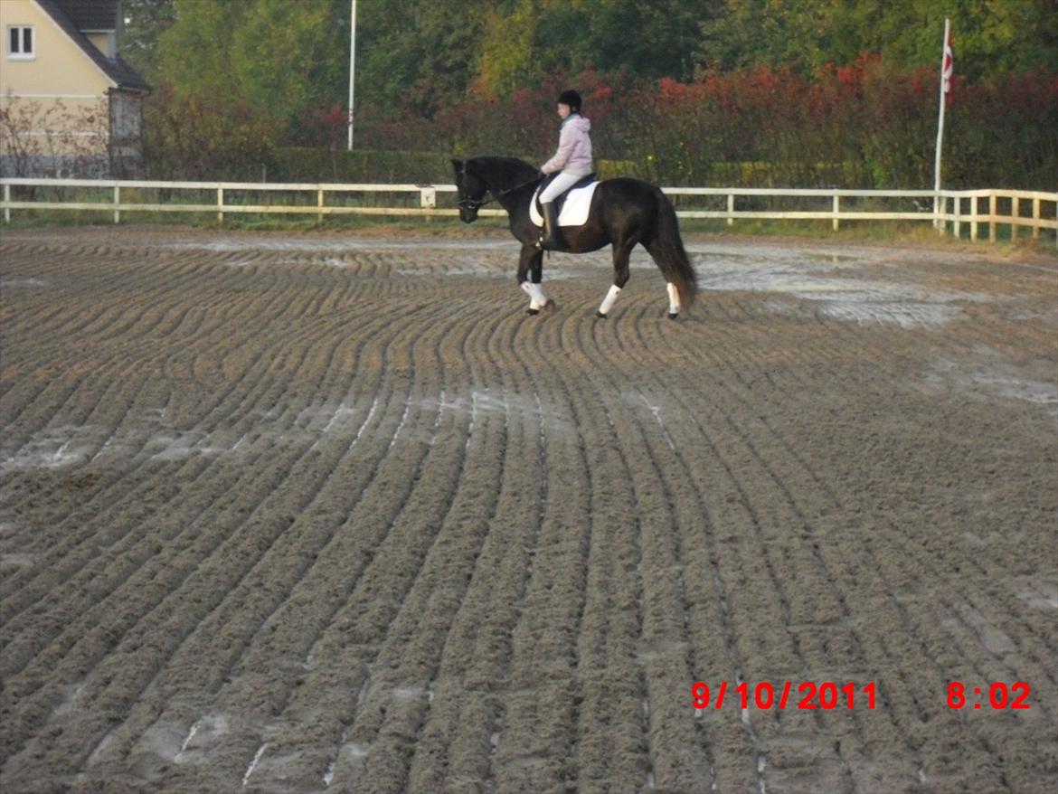 Irish Cob Crossbreed Freja billede 14