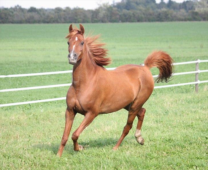 Arabisk fuldblod (OX) Wandana weneda ox SOLGT billede 2