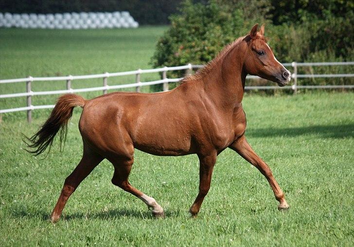 Arabisk fuldblod (OX) Wandana weneda ox SOLGT billede 3