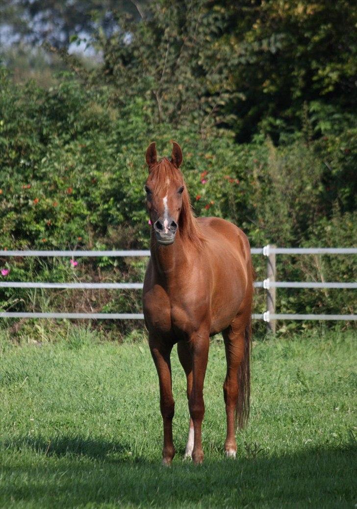 Arabisk fuldblod (OX) Wandana weneda ox SOLGT billede 6