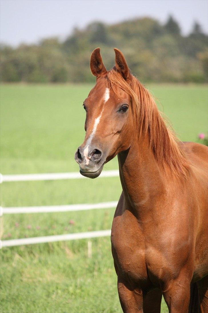 Arabisk fuldblod (OX) Wandana weneda ox SOLGT billede 7