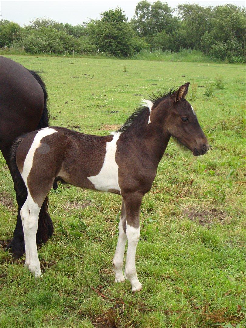 Barockpinto Lancelot 1 præmie hingst  billede 15
