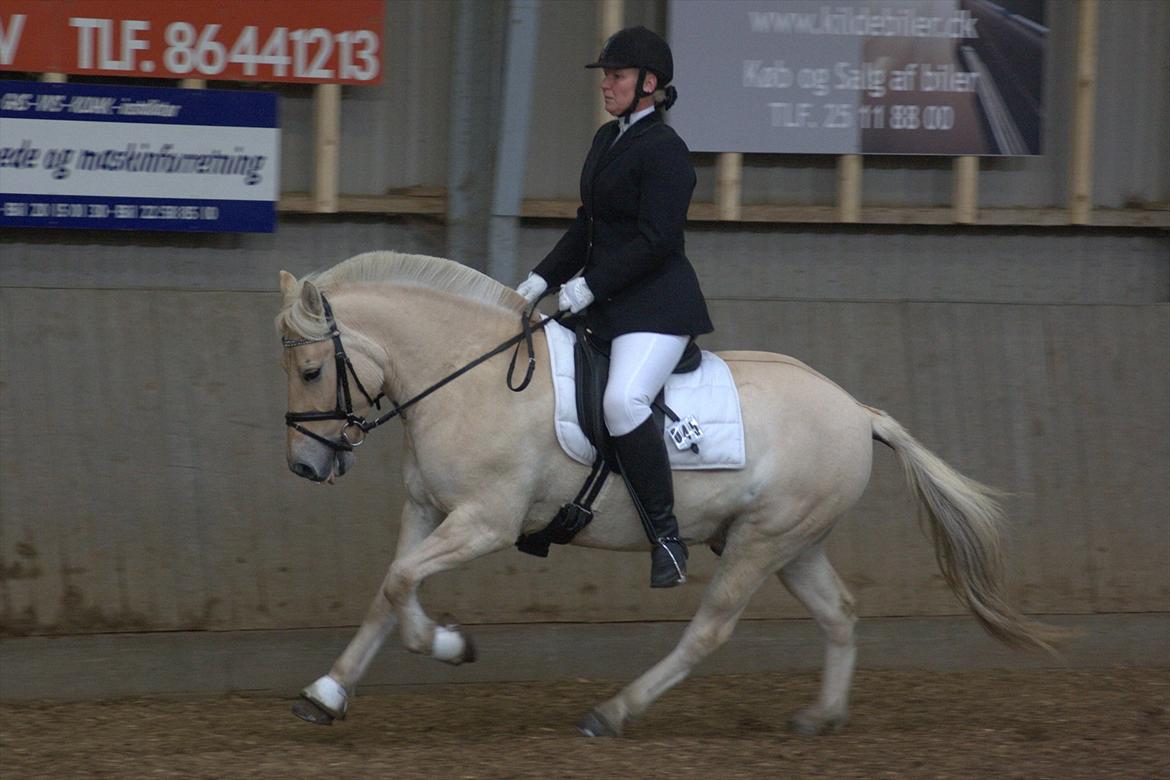 Fjordhest Odin Kaptain † R.I.P † - 8/10 2011 - Lone Jepsen og Odin til FVK i LC2 8/10-2011 - 1 plads, med 70 procent (-: | Foto: Mig billede 13