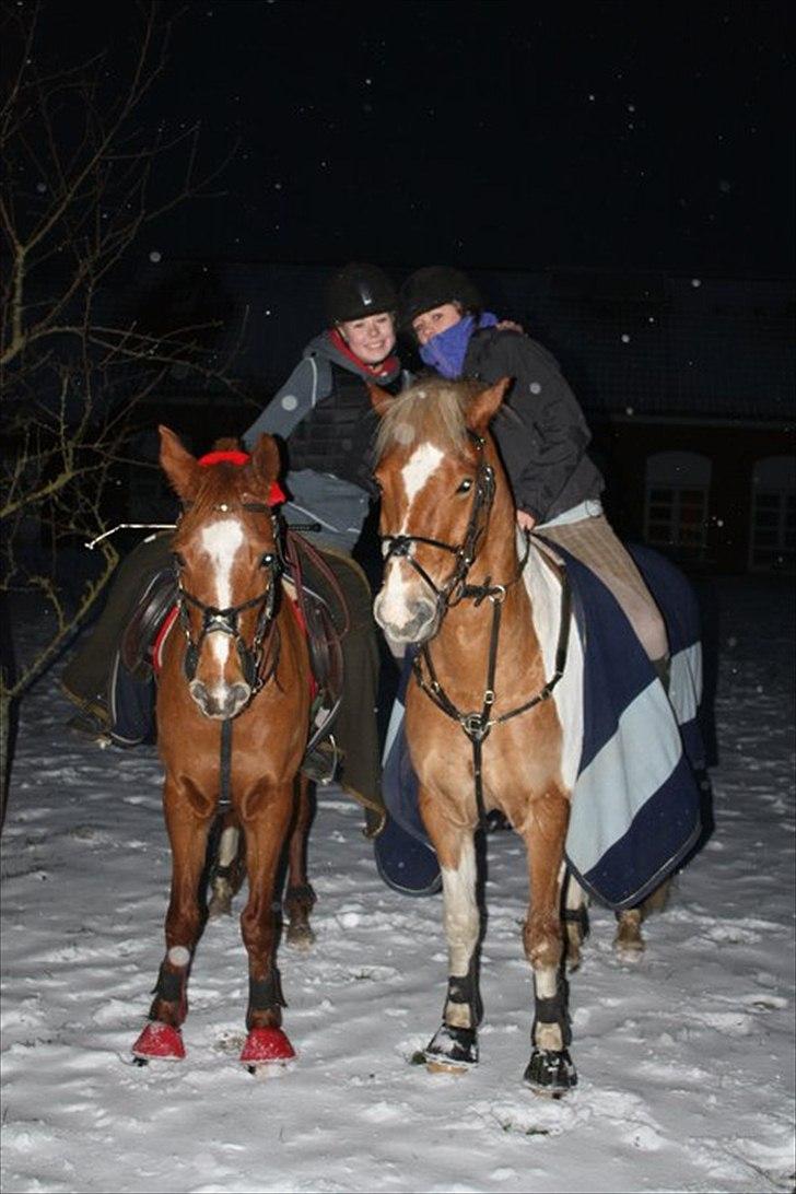 Pinto Julius - Solgt - Sammen med Maria og Virona<3 Fantastisk tid på V.E. med dem! billede 20