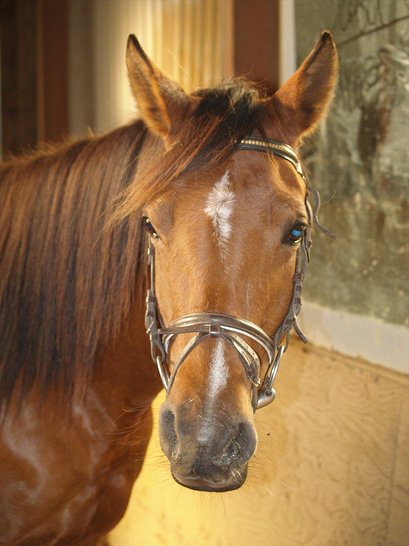 Arabisk fuldblod (OX) cherelda billede 3