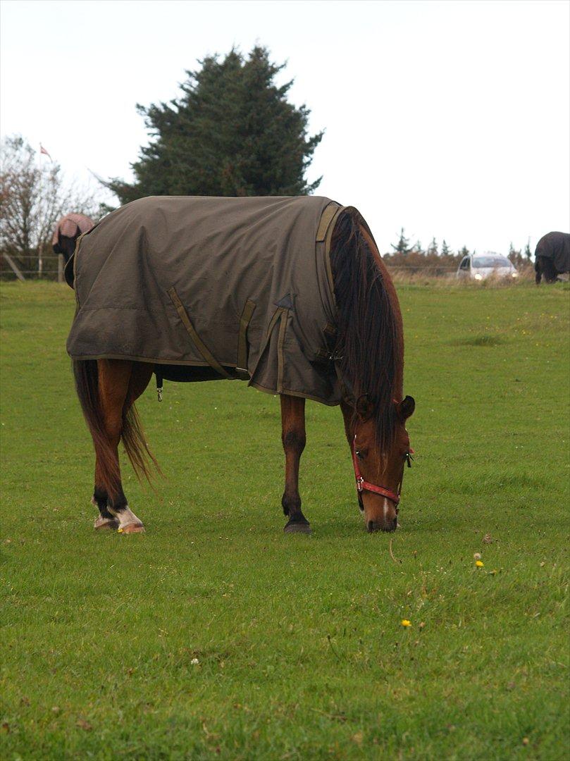 Arabisk fuldblod (OX) cherelda billede 11