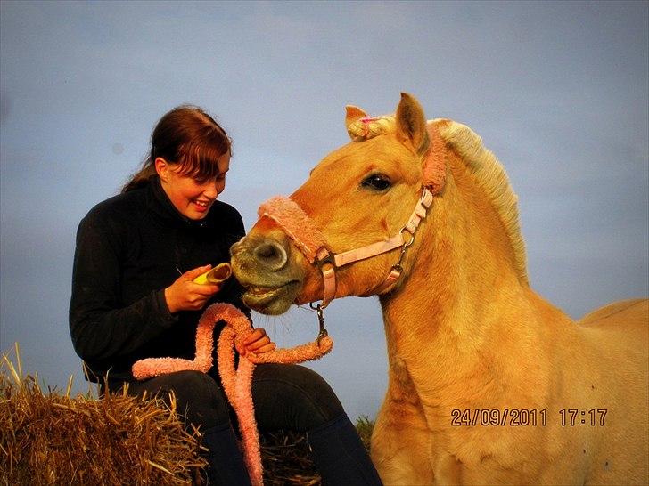 Fjordhest Bassemor *SKADET* - <3 Du betyder alt for mig, lad det aldrig vende, DU er mit et&alt, jeg vil ikke stå alene.<3 billede 1