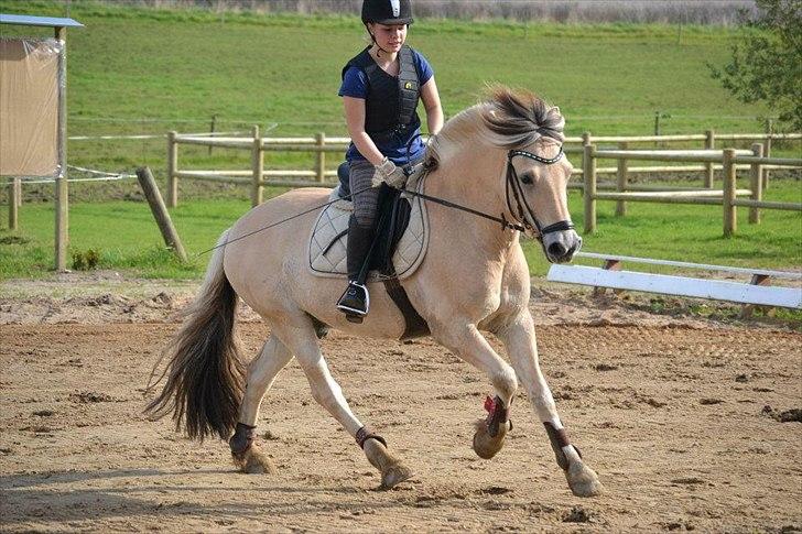 Fjordhest Cox Tidselbjerg*stjernen* - Træning 2. oktober 2011 :) Søøøøde pony <3<3 Tak fordi i kiggede med, læg gerne en kommentar!! Fotograf: Skønne Emmelie!! <3 billede 6