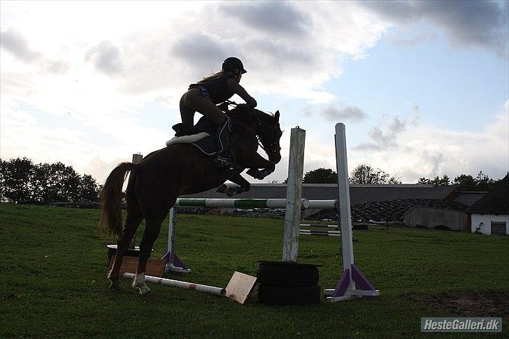 Welsh Pony (sec B) Mikkel - 115cm oxer <3:D billede 16