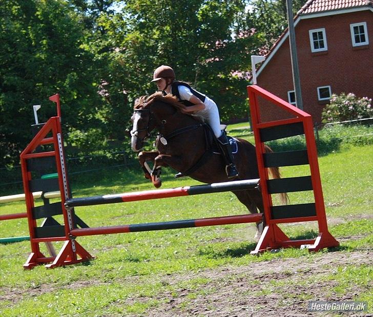 Welsh Pony (sec B) Mikkel - LB i BYBR ;D<3 billede 12